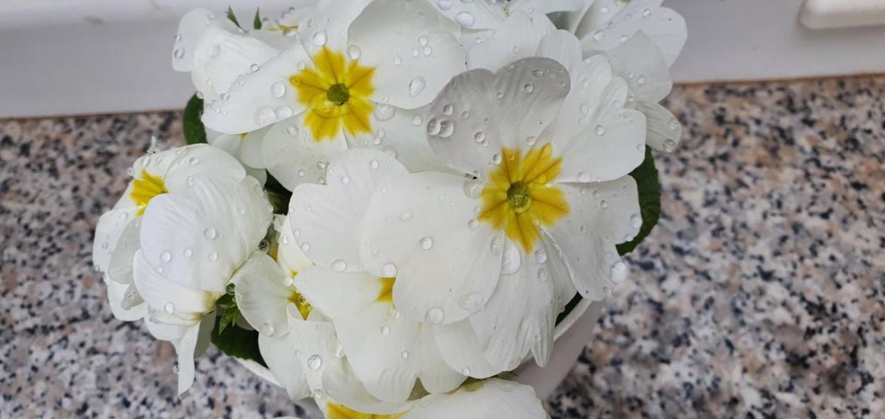 شقة Daisy بولا المظهر الخارجي الصورة